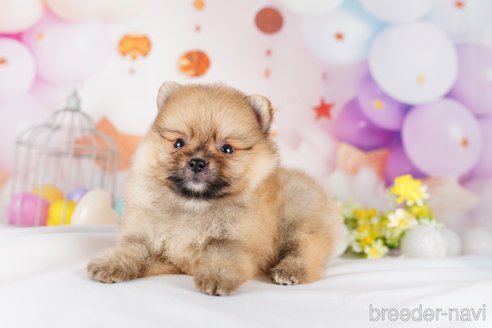 成約済の茨城県のポメラニアン-283348の5枚目